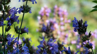 Bahçeye yakın mor çiçekler (salvia officinalis)