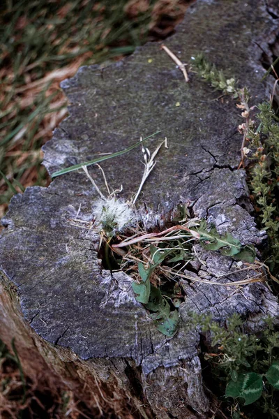 Közelkép Egy Kis Zöld Fűről Ami Egy Régi Csonkból Gyönyörű — Stock Fotó