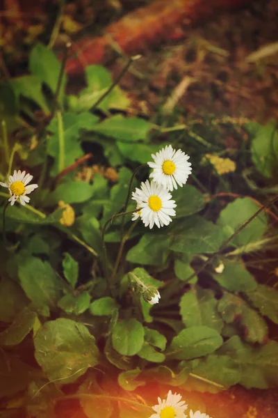 Bellis Sylvestris Little Wild White Daisy Forest — Stock Photo, Image