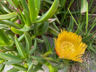 Sarı yapraklı Glottiphyllum Longum veya Buz Bitkisi örneği - Carpobrotus Edulis