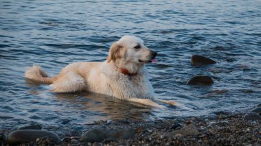 Denizde oynayan ıslak bir köpek, plajda dinlenen golden retriever, seyahat konsepti, doğadaki hayvanlar.