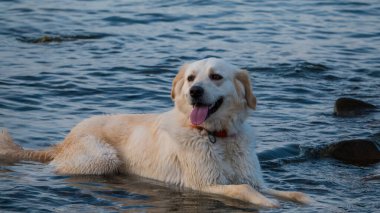 Denizde oynayan ıslak bir köpek, plajda dinlenen golden retriever, seyahat konsepti, doğadaki hayvanlar.