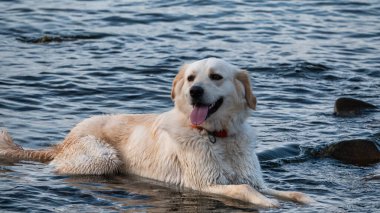 Denizde oynayan ıslak bir köpek, plajda dinlenen golden retriever, seyahat konsepti, doğadaki hayvanlar.