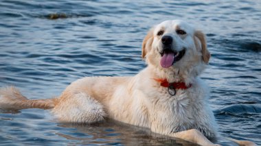 Denizde oynayan ıslak bir köpek, plajda dinlenen golden retriever, seyahat konsepti, doğadaki hayvanlar.