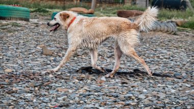 Plajda yürüyen ıslak bir golden retriever. metin tasarımı için kopyalama alanı olan resim