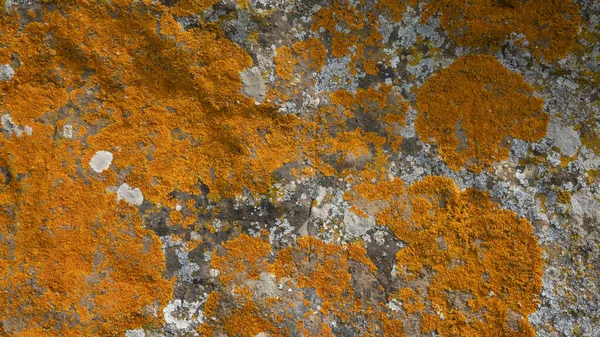 Textura Macro Musgo Liquen Rojo Anaranjado Creciendo Roca Montañosa Isla —  Fotos de Stock