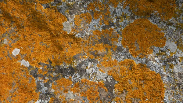 Textura Macro Musgo Liquen Rojo Anaranjado Creciendo Roca Montañosa Isla —  Fotos de Stock