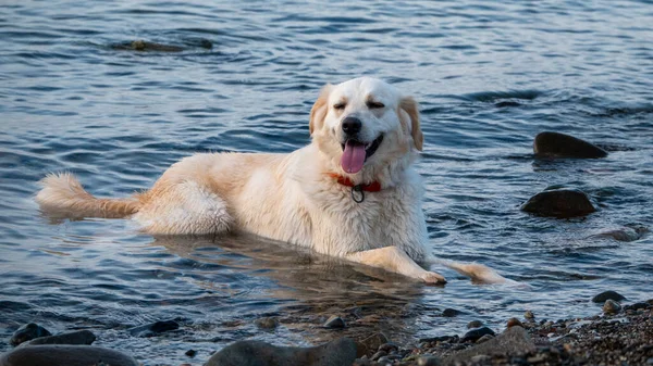 Cão Molhado Brincando Mar Golden Retriever Descansando Praia Conceito Viagem — Fotografia de Stock