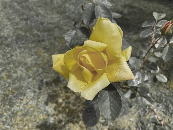 Rosa Landora Een Hybride Thee Roos Met Gele Bloemen Een — Stockfoto