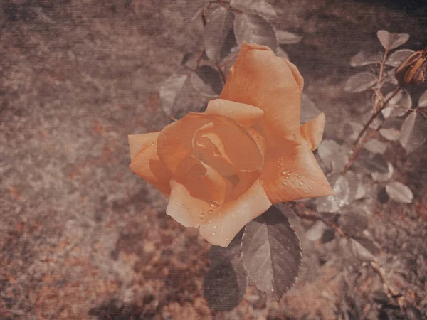 Rosa Landora Hybrid Tea Rose Yellow Flowers Slight Fragrance Vintage — Stock Photo, Image