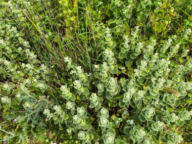 Marrubium vulgare, beyaz horehound, yaygın horehound - naneli bitki (Lamiaceae), aromatik, tıbbi bitki.