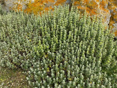 Marrubium vulgare, beyaz horehound, yaygın horehound - naneli bitki (Lamiaceae), aromatik, tıbbi bitki.