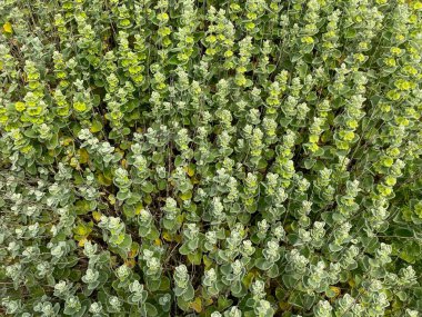 Marrubium vulgare, beyaz horehound, yaygın horehound - naneli bitki (Lamiaceae), aromatik, tıbbi bitki.
