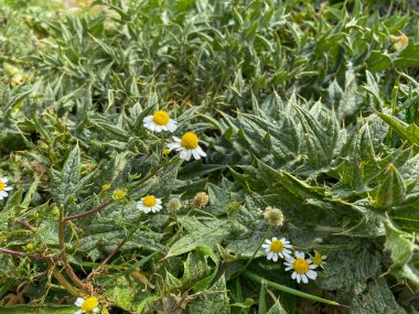 Yukarıdan çekilen mızrak dikeni heykelinin kare görüntüsü. Devedikeni bir Gokceada çayırındaki çimlerin arasında bulundu. Çanakkale, Türkiye
