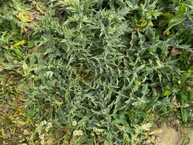 Yukarıdan çekilen mızrak dikeni heykelinin kare görüntüsü. Devedikeni bir Gokceada çayırındaki çimlerin arasında bulundu. Çanakkale, Türkiye