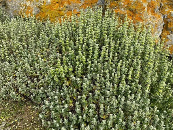 Marrubium vulgare, beyaz horehound, yaygın horehound - naneli bitki (Lamiaceae), aromatik, tıbbi bitki.