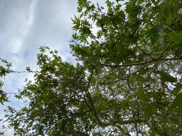 Листья Сикамора Фоне Неба — стоковое фото