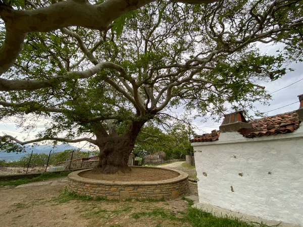 Gkeada Old Bademli村百年树 在飞机树旁边有一个半开着的洗衣店 土耳其Canakkale — 图库照片