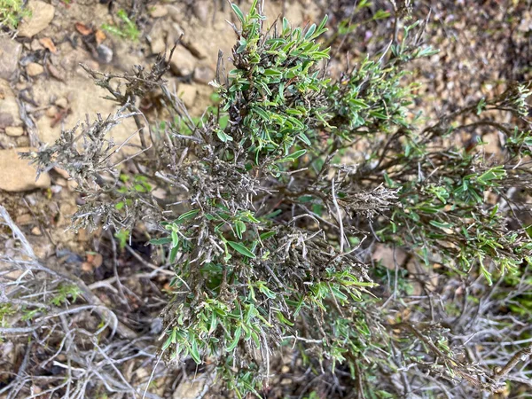 stock image wild thyme in  Gokceada Canakkale, Turkey