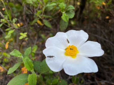 Akdeniz baharında beyaz kayaçgül çiçeğinin üzerindeki küçük sinekler ve böcekler, Salvia cistus veya Gelibolu gülü olarak bilinen Cistaceae familyasının uzun ömürlü bağcıklı bitkisi..