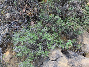 Gökçeada, Çanakkale 'nin kırsal kesimindeki yabani dağ kekik bitkisi