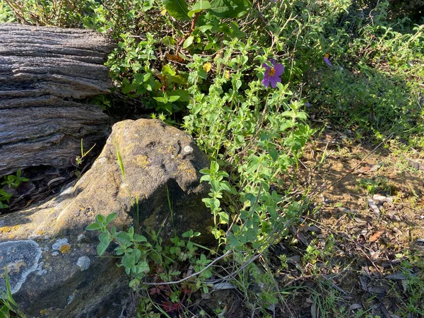 Макровид Creeping Charlie Glechoma Hederacea Ароматного Эвергринового Растения Плюща Растущего — стоковое фото