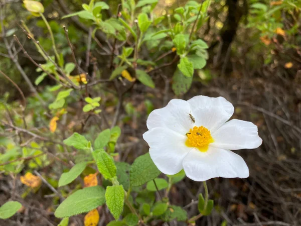 Pequenas Moscas Insetos Rockrose Branca Flor Primavera Mediterrânea Cistus Salviifolius — Fotografia de Stock