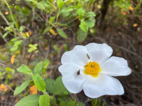 Małe Muchy Owady Białym Kwiat Róży Skalnej Morzu Śródziemnym Wiosną — Zdjęcie stockowe