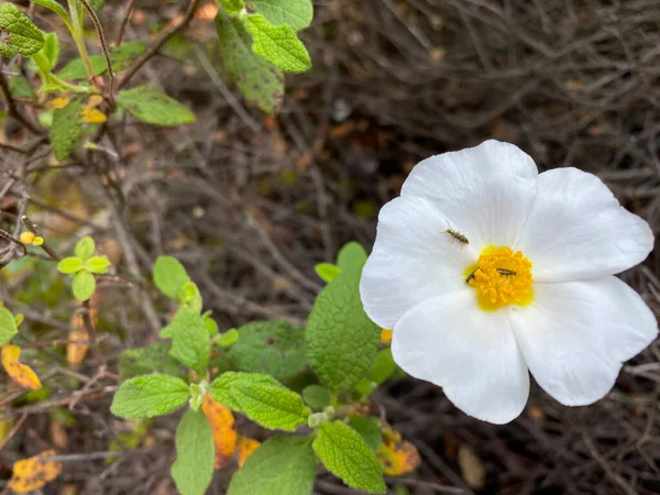 Small Flies Insects White Rockrose Flower Mediterranean Spring Cistus Salviifolius — Stock Photo, Image