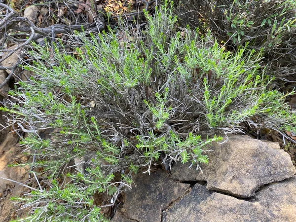 stock image Wild mountain Thyme plant in the countryside in Gokceada, Canakkale, Turkey