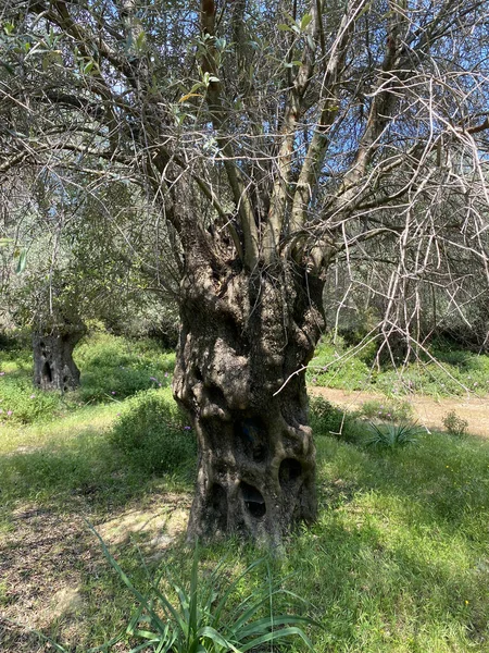 올리브 나무가 터키의 레이다에 있습니다 100 기적의 올리브 — 스톡 사진