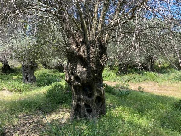 Stam Hundraårig Olivträd Gokceada Imbros Canakkale Turkiet Hundra Mirakel Olivträd — Stockfoto