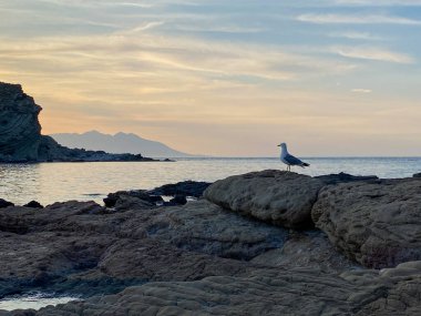 Gün batımında Gkeada Yıldız Körfezi 'nde (Yıldız Körfezi) kayalıklara tünemiş bir martı ve arkasında Samothrace adası vardı. Çanakkale, Türkiye