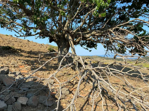 Century Old Fig Tree Countryside Way Kefalos Beach Gokceada Canakkale — Stock Photo, Image