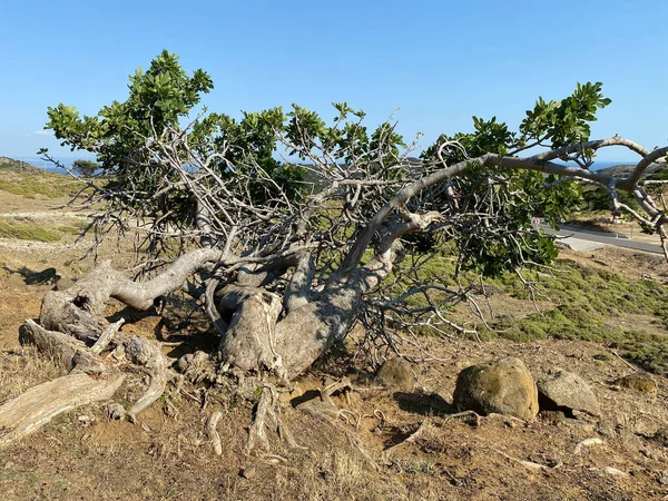 Century Old Fig Tree Countryside Way Kefalos Beach Gokceada Canakkale — 스톡 사진