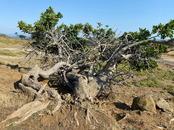 Century Old Fig Tree Countryside Way Kefalos Beach Gokceada Canakkale — 스톡 사진