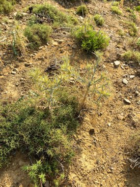 Gökçeada Imbros adasının dağlarındaki sarcopoterium bitkilerinin güneşli bir günde en iyi görüntüsü. Çanakkale, Türkiye