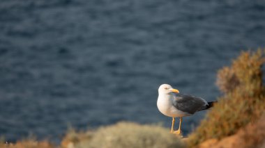 Gökçeada martısı mavi deniz manzaralı uçurumun kenarında duruyor. Imbros Adası, Canakkale, Türkiye