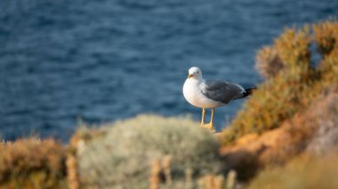 Gökçeada martısı mavi deniz manzaralı uçurumun kenarında duruyor. Imbros Adası, Canakkale, Türkiye