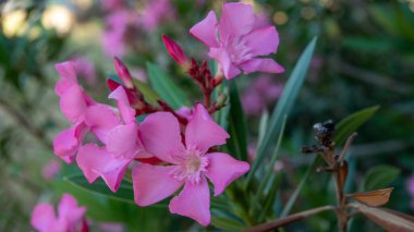 Yeşil yapraklı, zakkum pembesi çiçekleri kapatın. Gökçeada. Akdeniz Türkiye