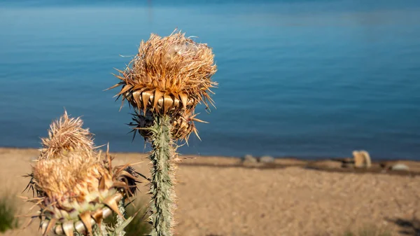 Αποξηραμένες Κεφαλές Λουλουδιών Αγκινάρας Καλοκαίρι Δίπλα Στη Θάλασσα Στην Gokceada — Φωτογραφία Αρχείου