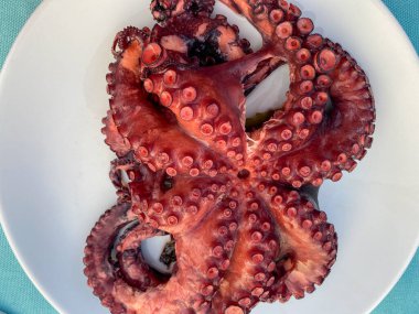 Tabakta kaynamış Ahtapot 'un yakın çekim görüntüsü, üst manzara. Gökçeada, Imbros Adası, Canakkale, Türkiye