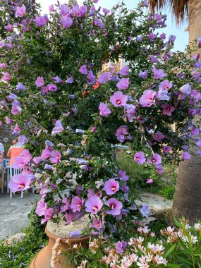 Sharon 'ın Gülü - Latince adı - Hibiscus Syriacus, menekşe rengi, bahçede açan güzel çiçekler