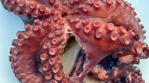 stock image Close-up view of boiled Octopus on plate, top view. Gokceada, Imbros island, Canakkale, Turkey