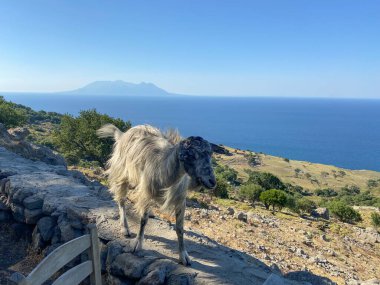  Arka planda muhteşem Ege Denizi ile Gkeada 'nın naralt bölgesini keşfeden küçük bir keçi. Imbros Adası, Canakkale, Gökçeada