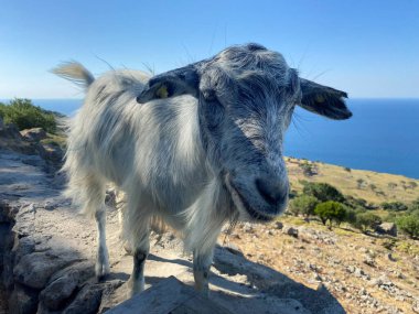  Gökçeada 'nın naralt bölgesinde arka planda muhteşem Ege Denizi' ni keşfeden küçük bir keçi. Imbros Adası, Canakkale, Gökçeada