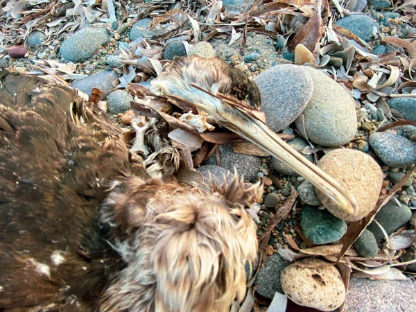 stock image Died bird body on the beach, Birds can be attacked by humans or animals, unable to tolerate hunger because of the environmental and changing nature