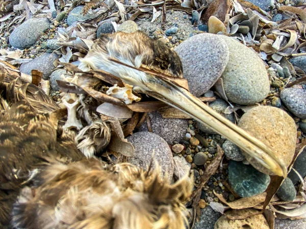 ビーチで死んだ鳥の体 鳥は人間や動物によって攻撃され 環境や変化する自然のために飢餓を許容することができません — ストック写真