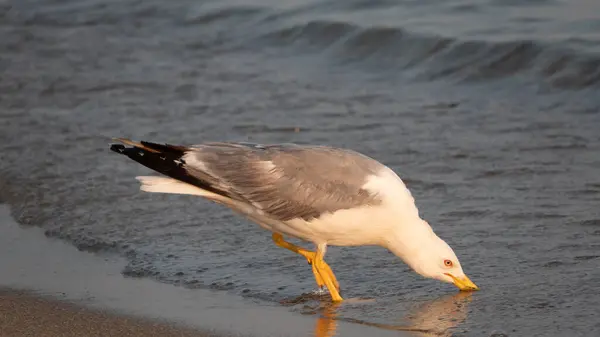 Large Seagull Wandering Alone Shore Aegean Sea Sticks Its Beak — стоковое фото
