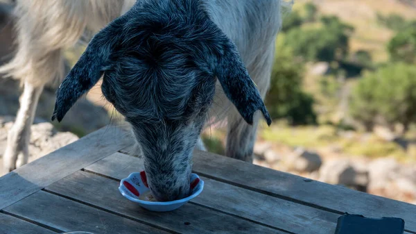 A goat roaming freely in the Pinarbasi Cinaralti region of Gokceada asks tourists for tea and sugar. Drinking water from a tea plate. Northern Aegean sea in the background